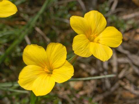 Imagem de Linum campanulatum L.