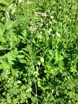 Image of western meadow-rue