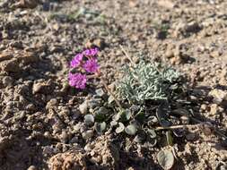 Image of Coville's dwarf sand verbena