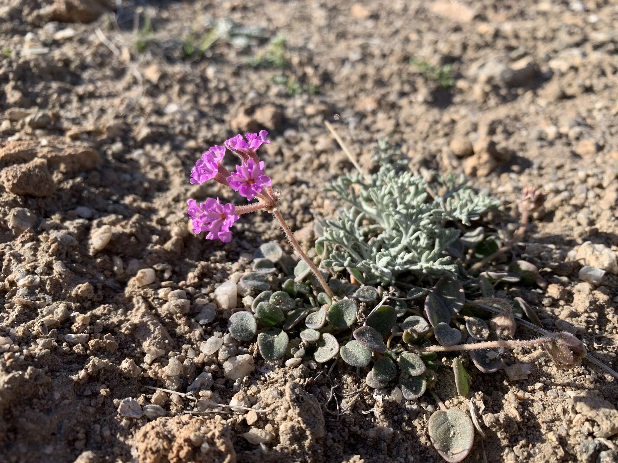 Image of Coville's dwarf sand verbena