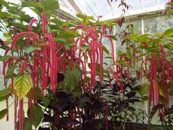 Imagem de Acalypha hispida Burm. fil.