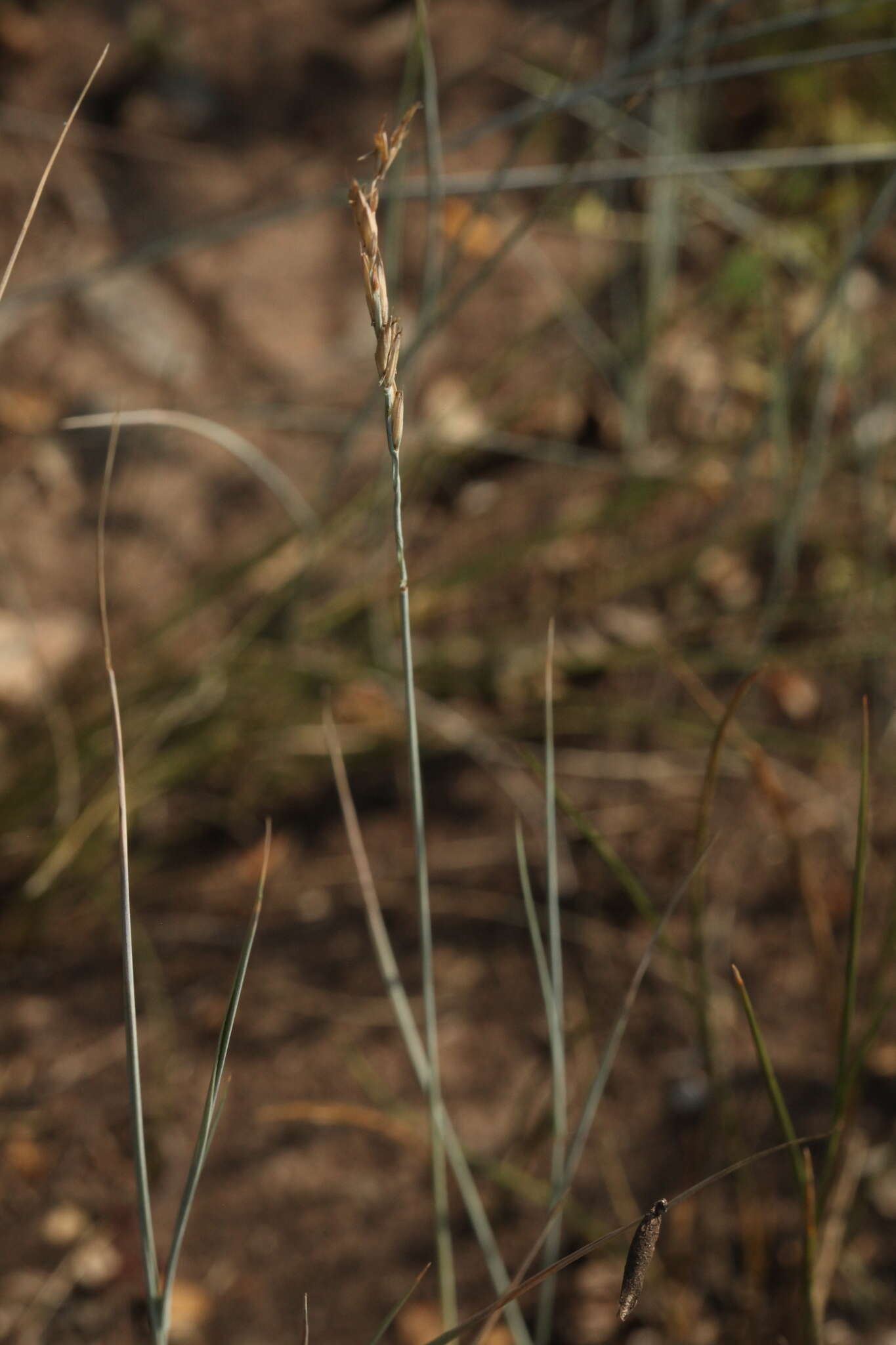 Imagem de Elymus bungeanus (Trin.) Melderis