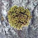 Image of crisped pincushion