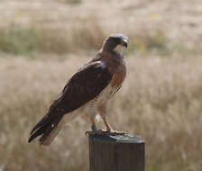 Image of Swainson's Hawk