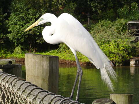 Image of Great Egret