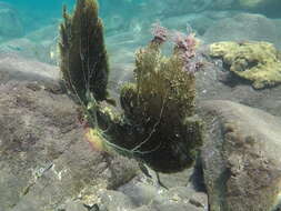 Image of Caribbean sea fan