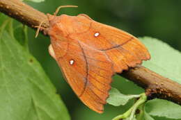 Image of Plum Lappet