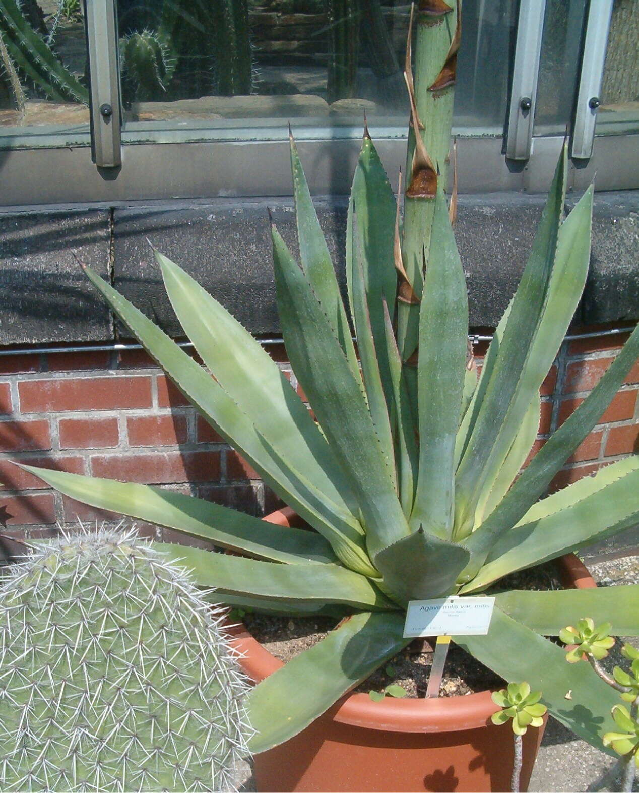 صورة Agave mitis Mart.