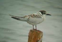 Image of Whiskered Tern