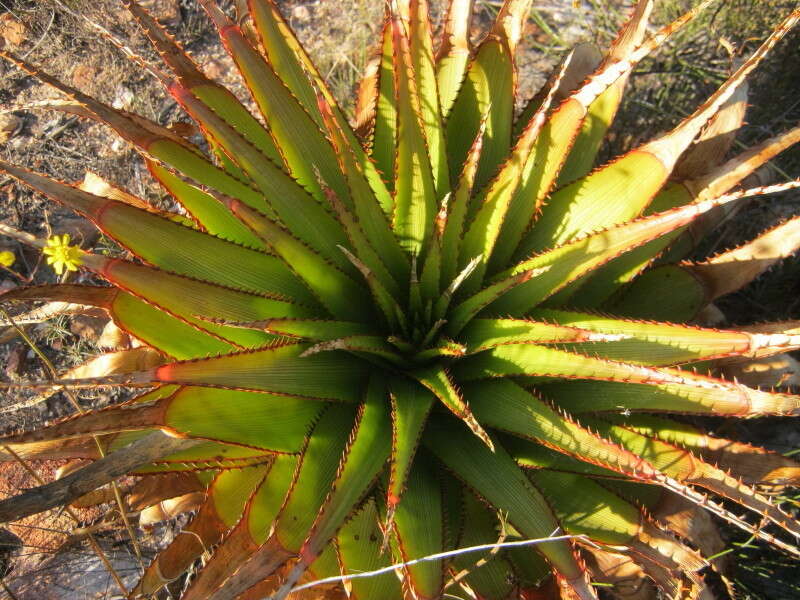 Imagem de Aloe lineata var. muirii (Marloth) Reynolds