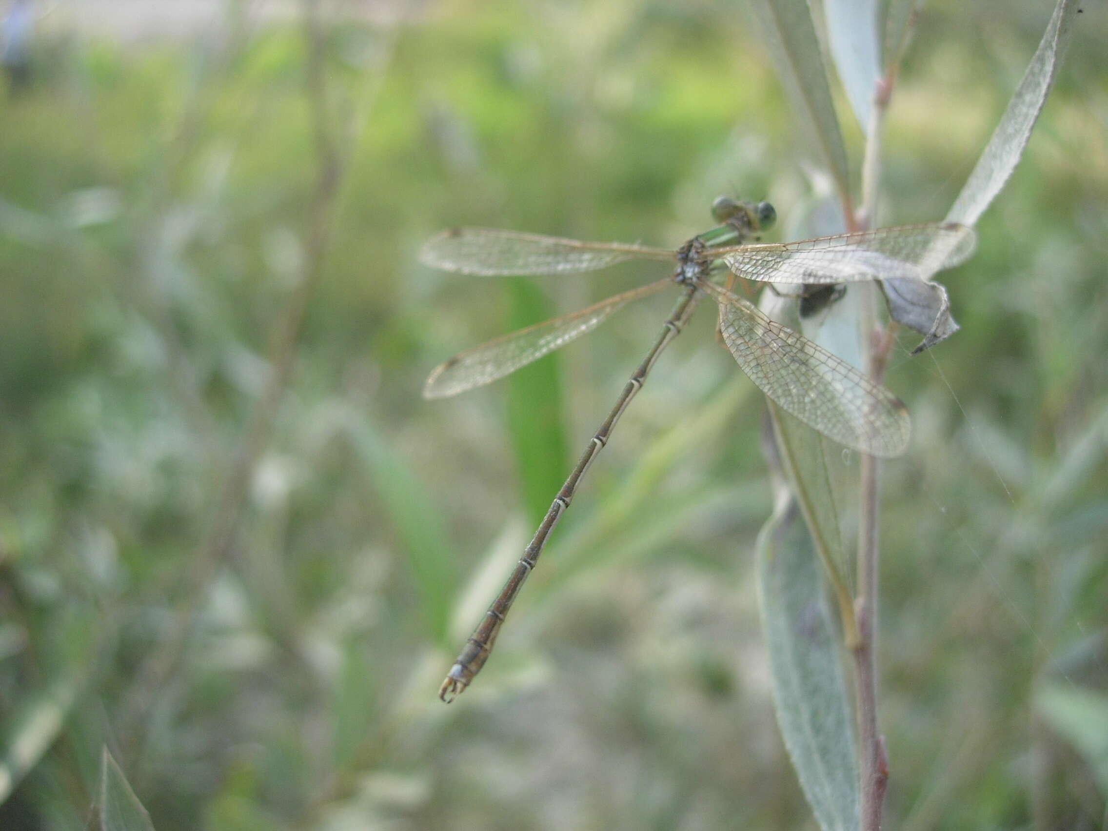 Image of Migrant Spreadwing