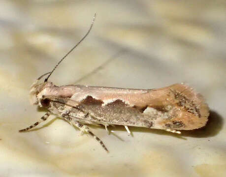 Image of Moth