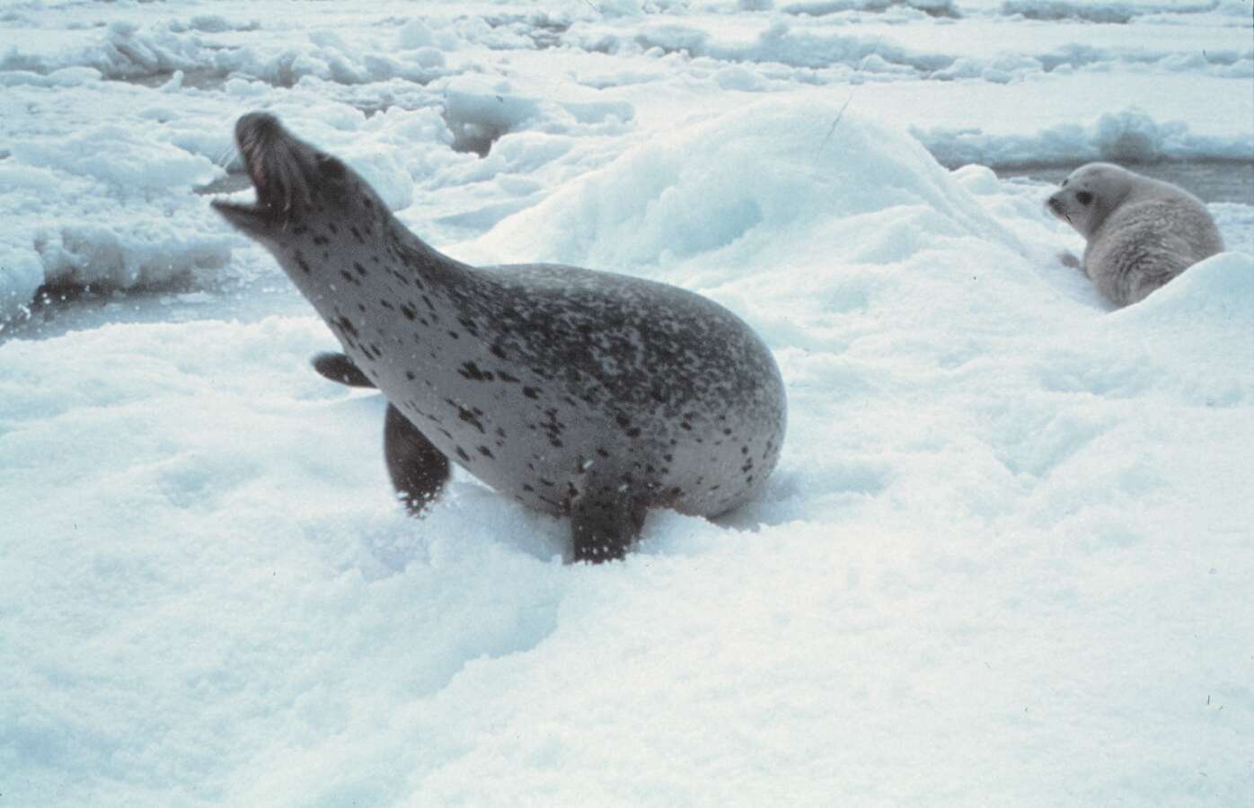 Image of leopard seal