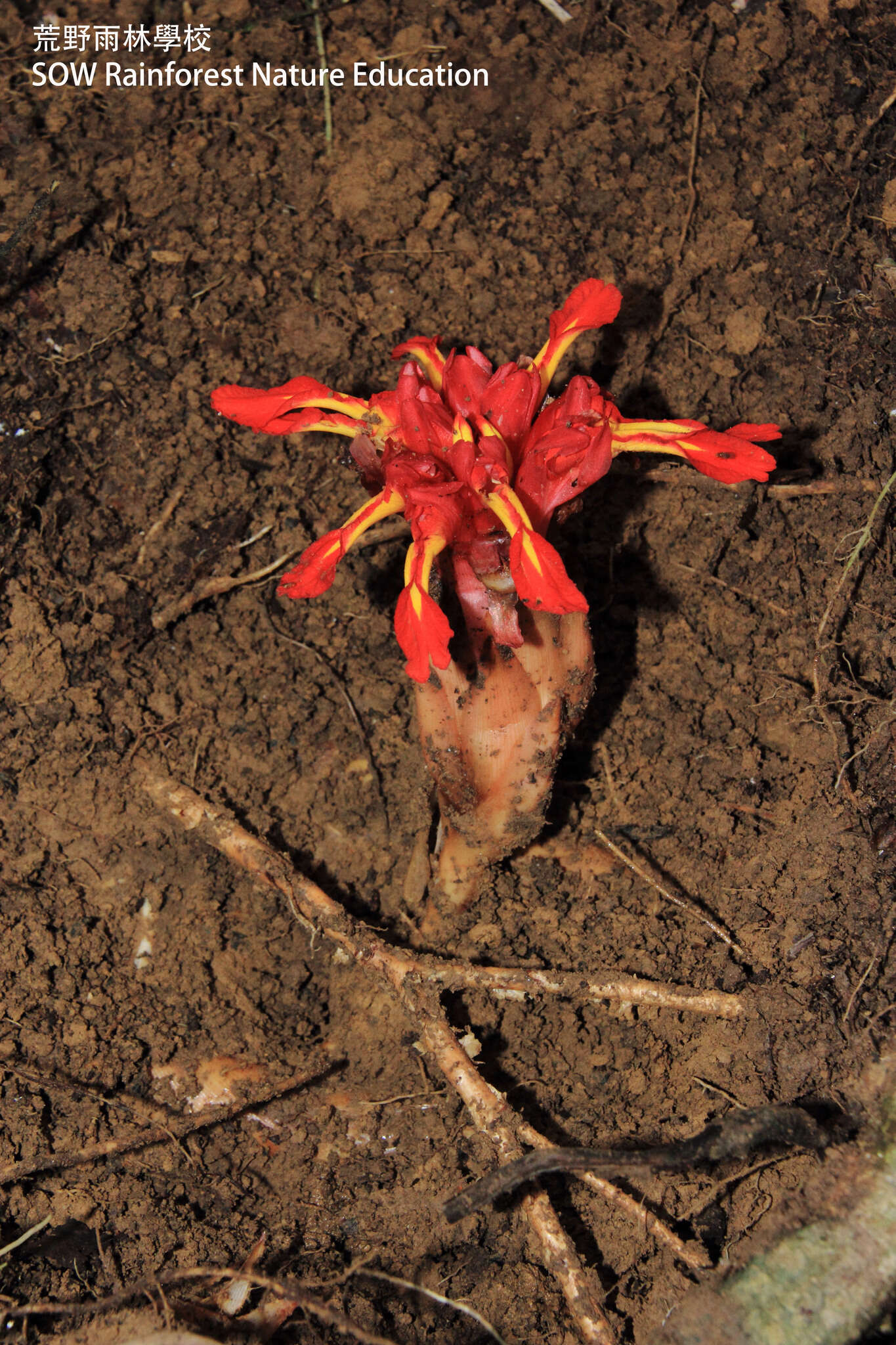 Image de Etlingera coccinea (Blume) S. Sakai & Nagam.