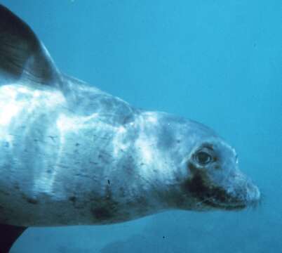 Image of Hawaiian Monk Seal