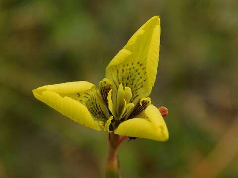 Image of Moraea bellendenii (Sweet) N. E. Br.