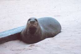 Image of Hawaiian Monk Seal