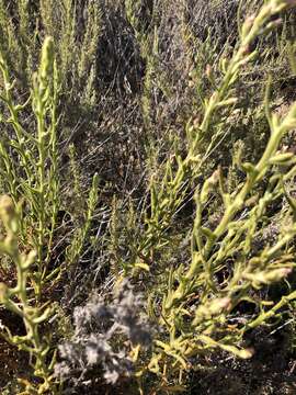 Image of pink cudweed