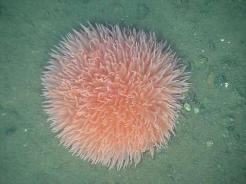 Image of Pom-pom anemone