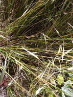 صورة Chionochloa teretifolia (Petrie) Zotov