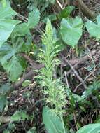 Habenaria pantlingiana Kraenzl. resmi