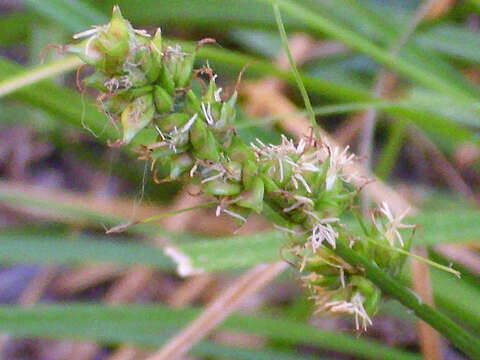 Image of carnation sedge