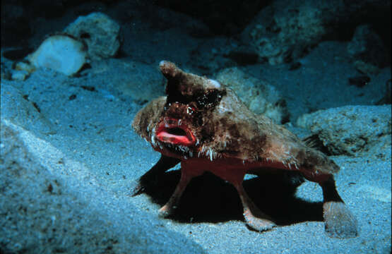 Image of Roughback Batfish