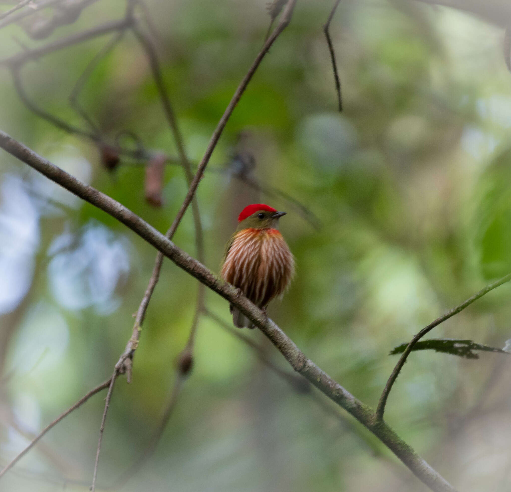 Image of Striolated Manakin