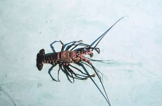 Image of Banded Spiny Lobster