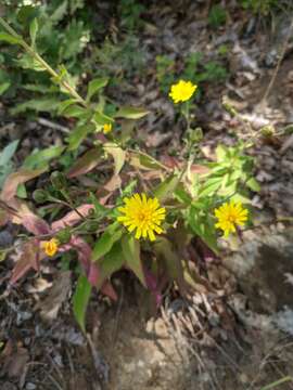 Image of Hieracium sabaudum subsp. sabaudum