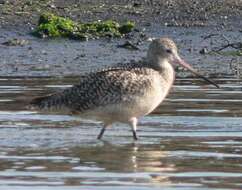 Image of Marbled Godwit