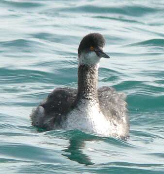 Image of Podiceps Latham 1787