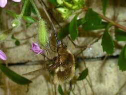 Image of Bombylius medius Linnaeus 1758