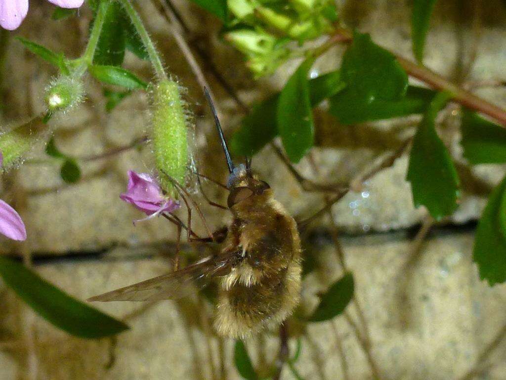 Image of Bombylius medius Linnaeus 1758