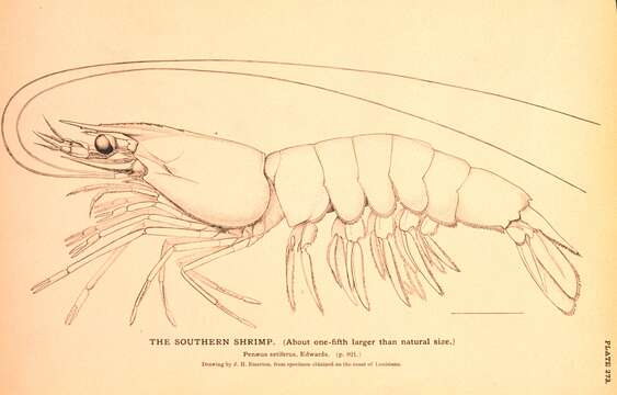 Image of Bluetailed shrimp