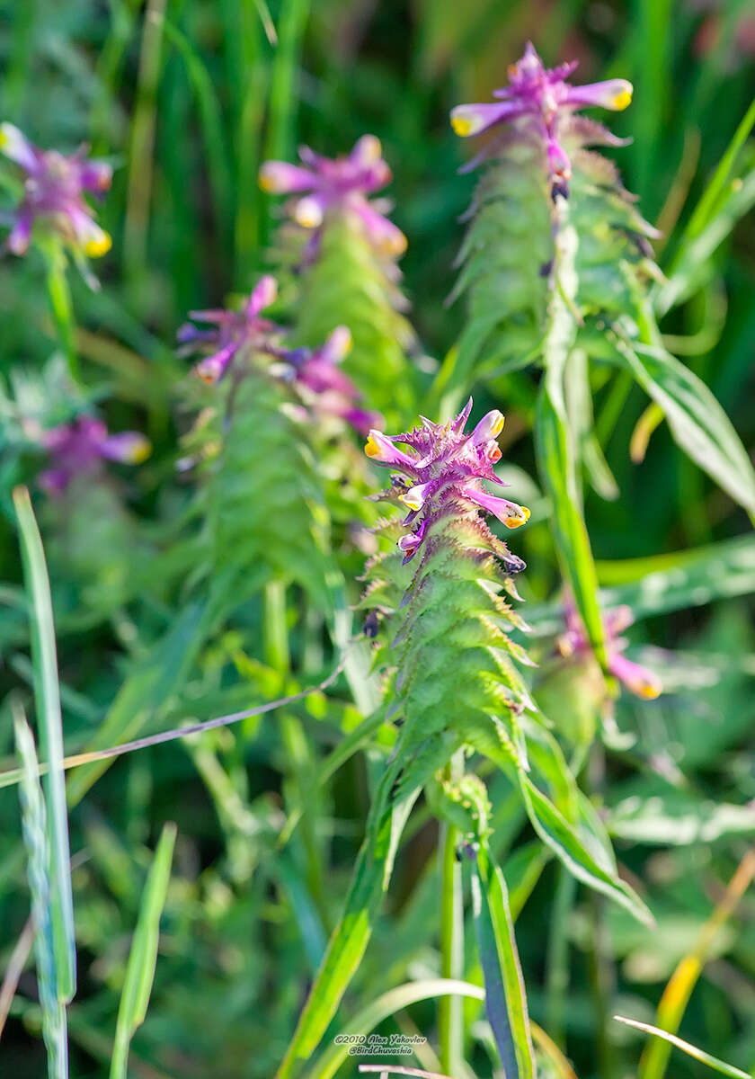 Image of Crested Cow-wheat