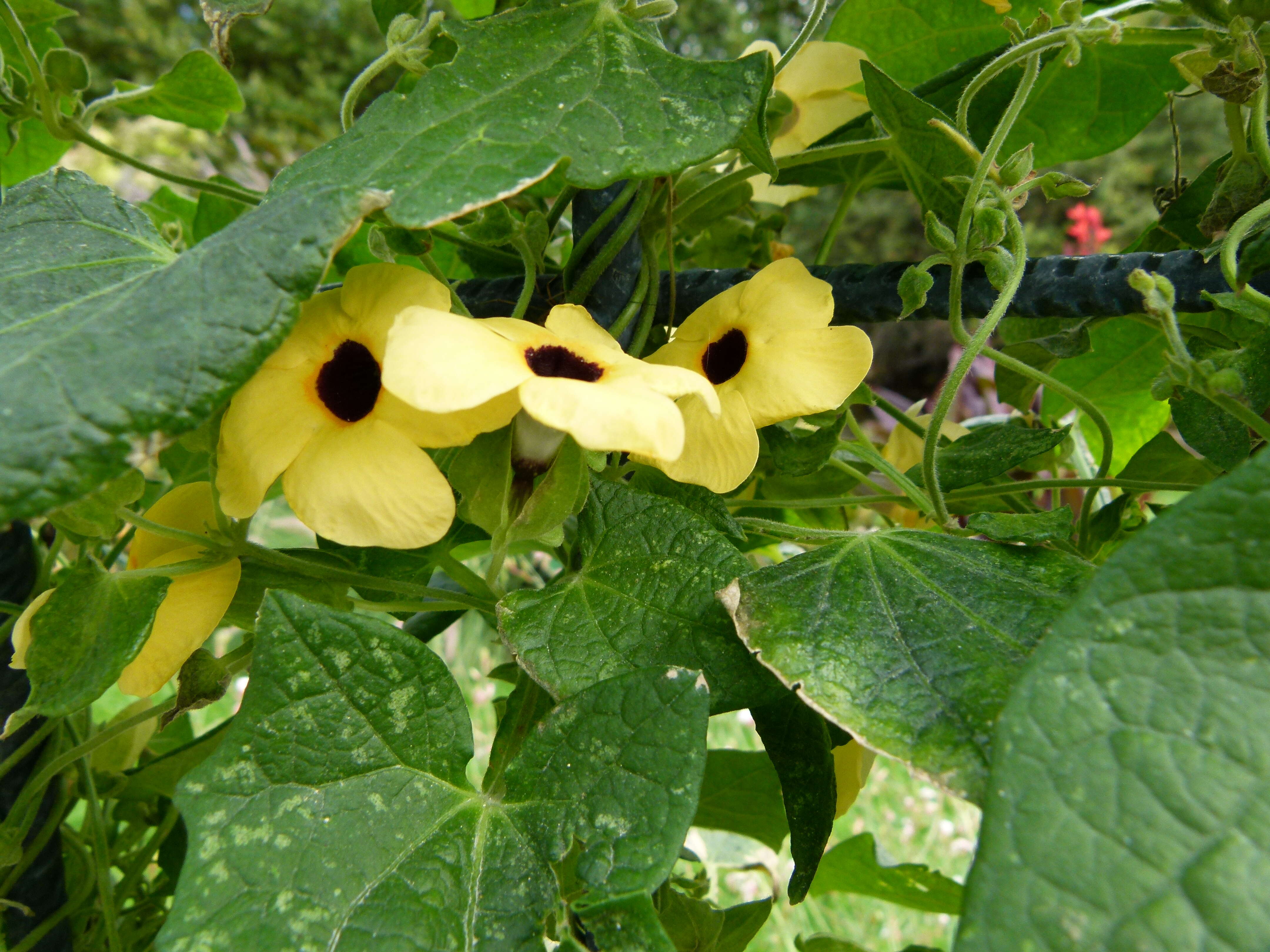 Image de Thunbergia alata Boj. ex Sims