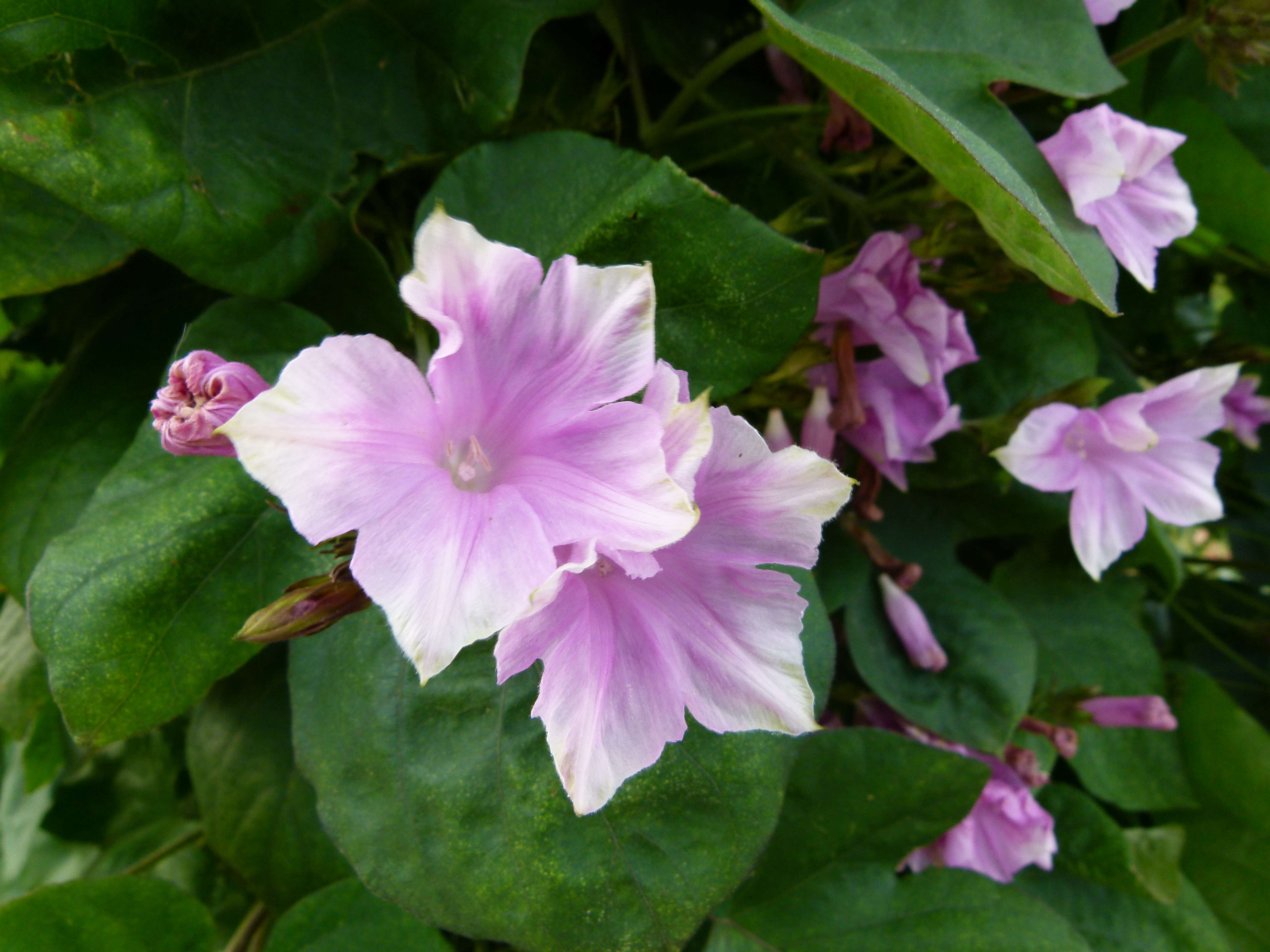 Image of Blue morning glory