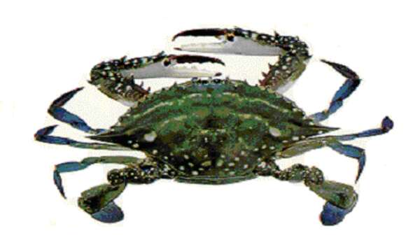 Image of Gazami crab