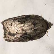 Image of Acleris chalybeana Fernald 1882