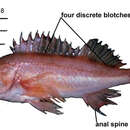 Image of Pygmy rockfish