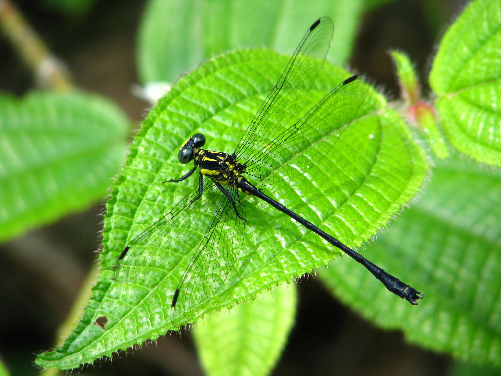 Imagem de Leptogomphus risi Laidlaw 1932