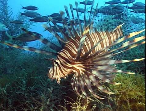 Image of Common lionfish