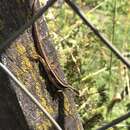 Image of Cyan Tree Iguana