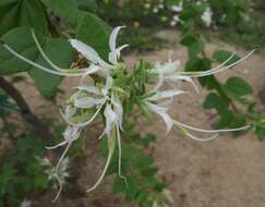 Sivun Bauhinia divaricata L. kuva