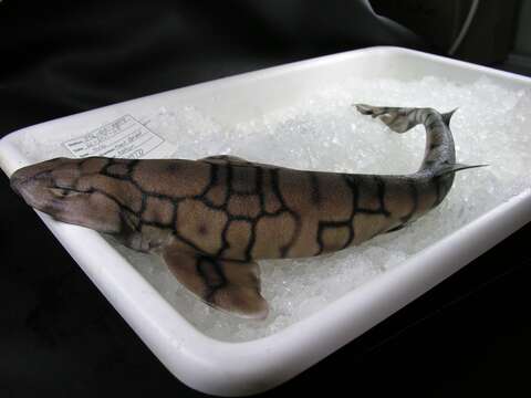 Image of Chain Catshark