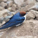 Hirundo smithii smithii Leach 1818 resmi