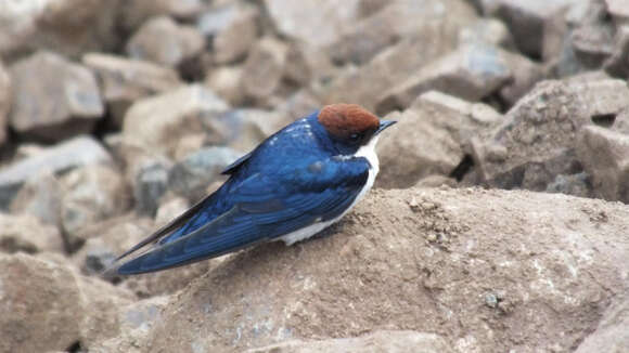 صورة Hirundo smithii smithii Leach 1818