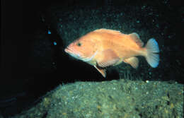 Image of Yelloweye rockfish