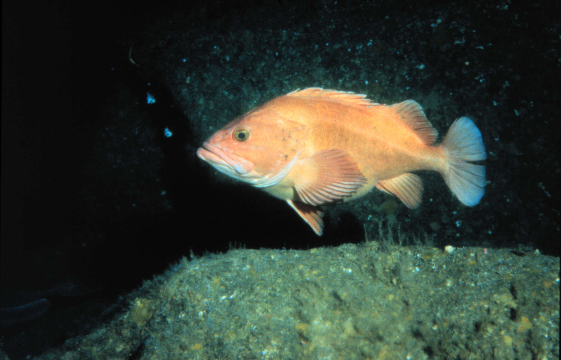 Image of Yelloweye rockfish